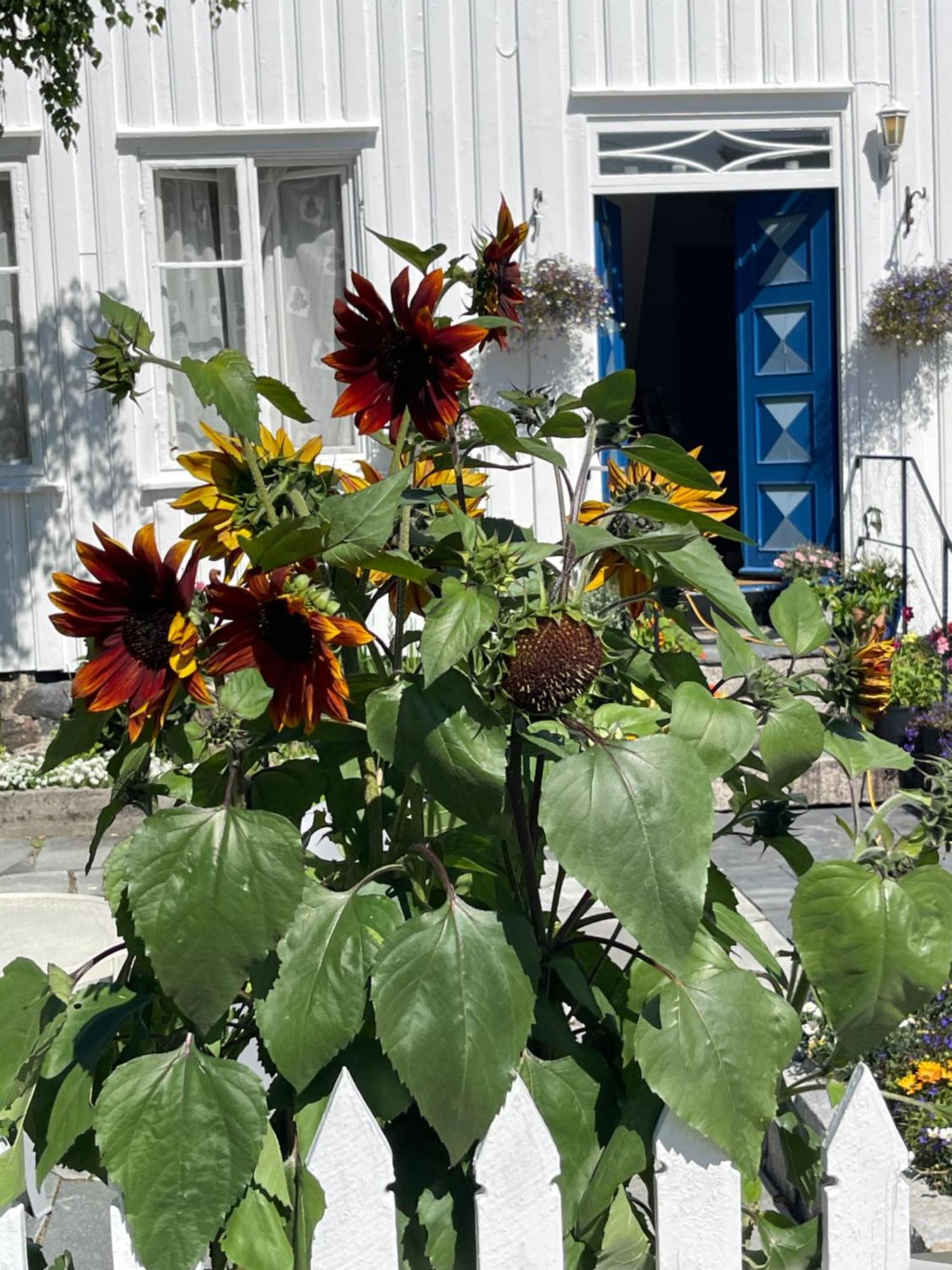Sommerdrom I Sor Mandal Exterior foto
